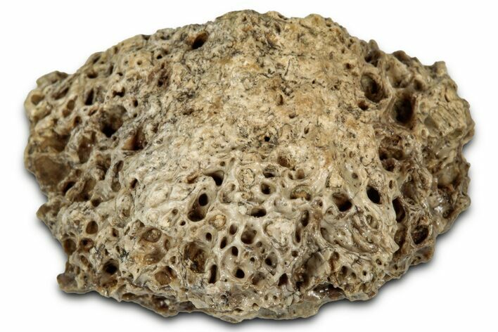 Fossil Tyrannosaur (T rex) Bone Section - Wyoming #352783